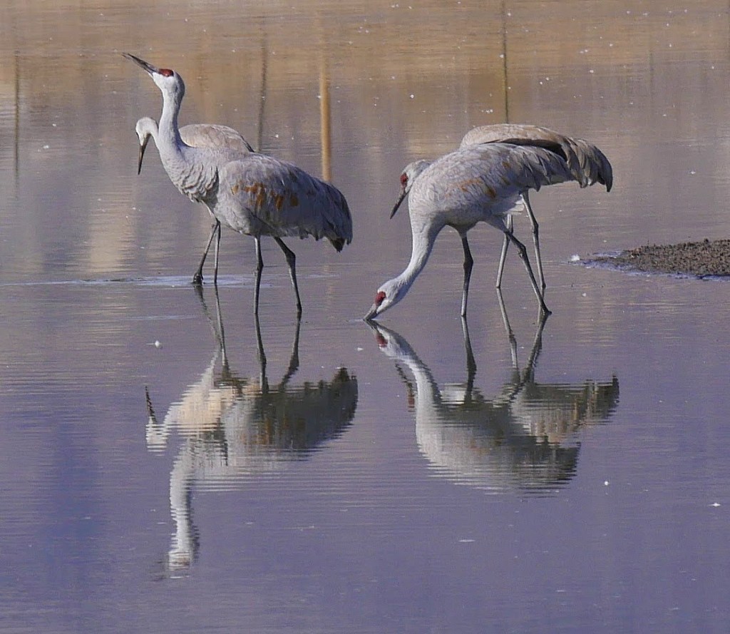 Sanhill cranes, showing an example of the wildlife that can be found on the Uncompahgre River in Montrose. FORU Montrose, Friends of the River Uncompahgre.