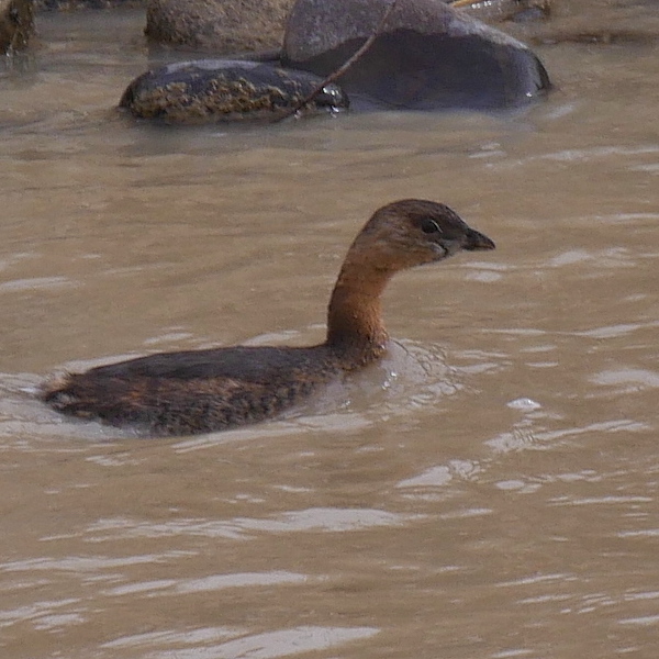 Waterfowl are among the wildlife that you may see on the Uncompahgre River Town Run through Montrose, home base for Friends of the Uncompahgre River, FORU Montrose.